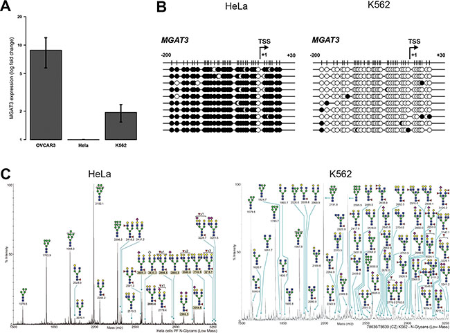 DNA methylation at -200/+30 from the TSS correlates with MGAT3 and bisecting GlcNAc expression in non-ovarian cancer cell lines.
