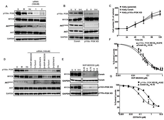 Role of the p110&#x3b1;-PI3K complex in MYCN stabilization.