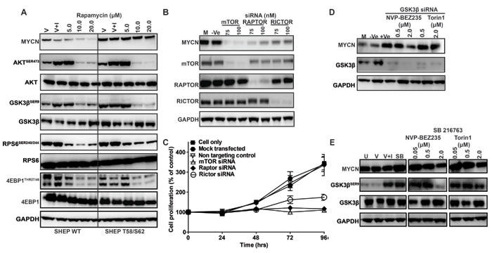 Role of mTOR and GSK3&#x3b2; in MYCN stabilization.