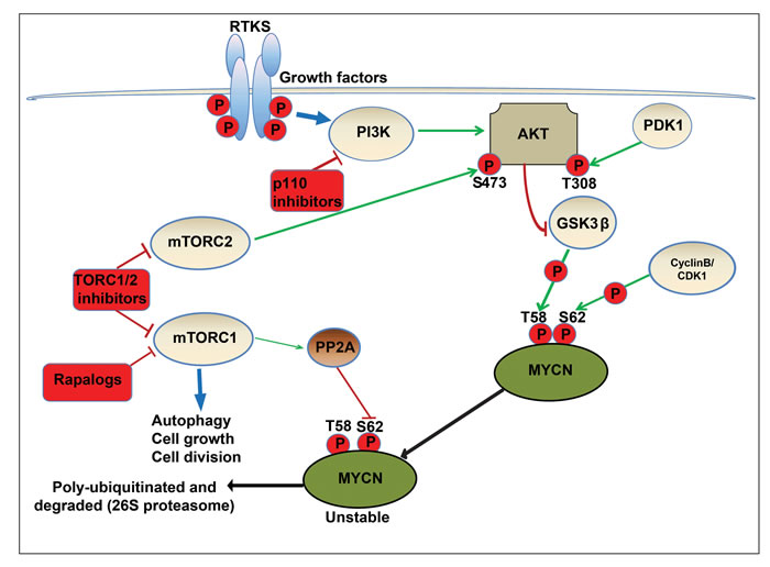 Schematic model of regulatory pathways involved in MYCN turnover.