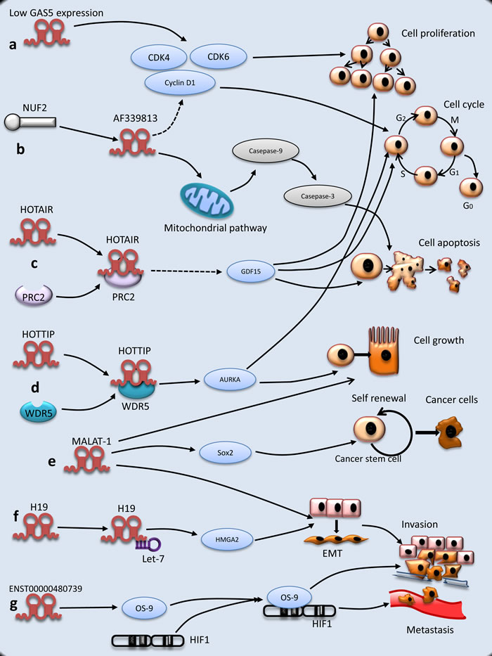 Molecular mechanisms of lncRNAs underlying PC tumorigenesis.