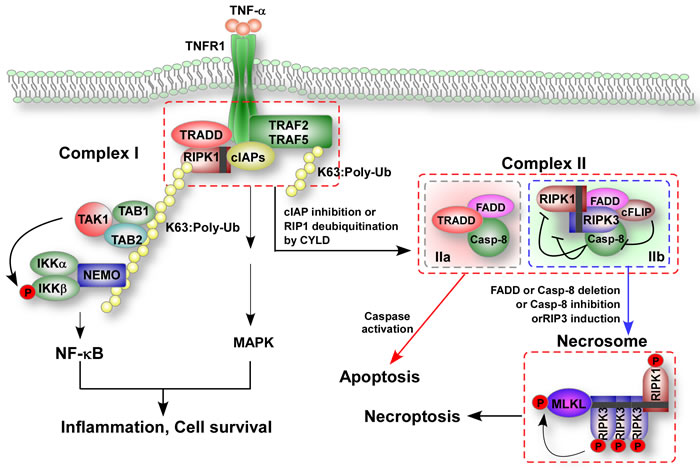 TNF-induced formation of apoptotic and necroptotic signaling complexes.