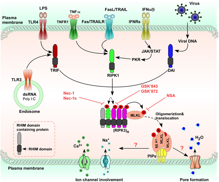 Necroptosis is induced by various stimuli.