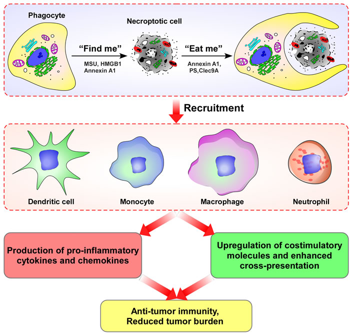 The concept that cell death may precede, trigger or amplify immunity has gained increasing attention.