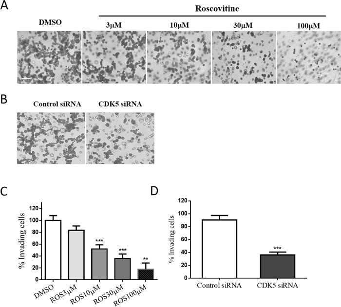Both CDK5 inhibition and depletion affect the cell motility and cell migration activities of GH3 pituitary cells.