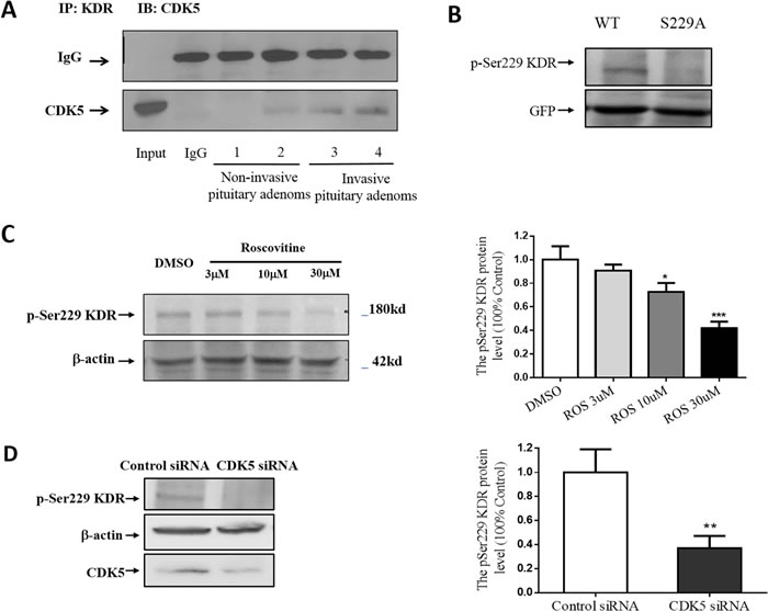 CDK5 regulates cell invasion via its phosphorylation of KDR at Ser-229.