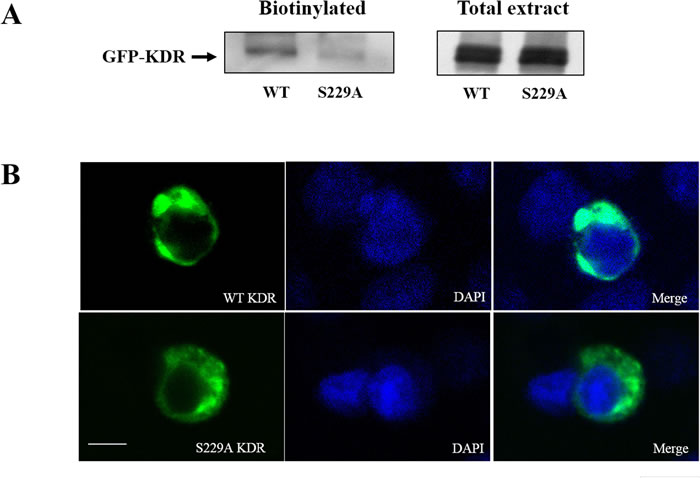 Ser-229 is necessary for cell surface expression of KDR.