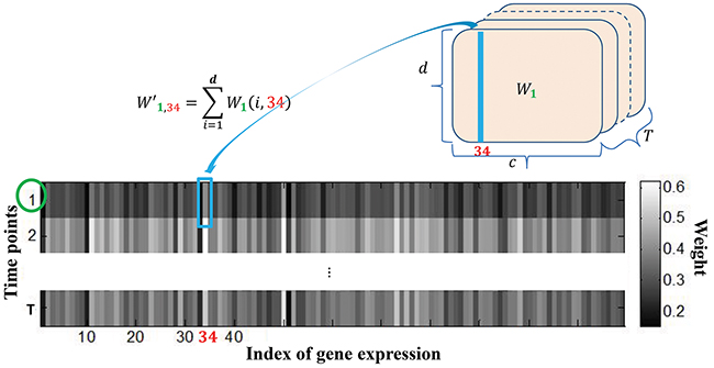 Calculation of the overall weight map of c genes with respect to the d image features from regression coefficient matrix.