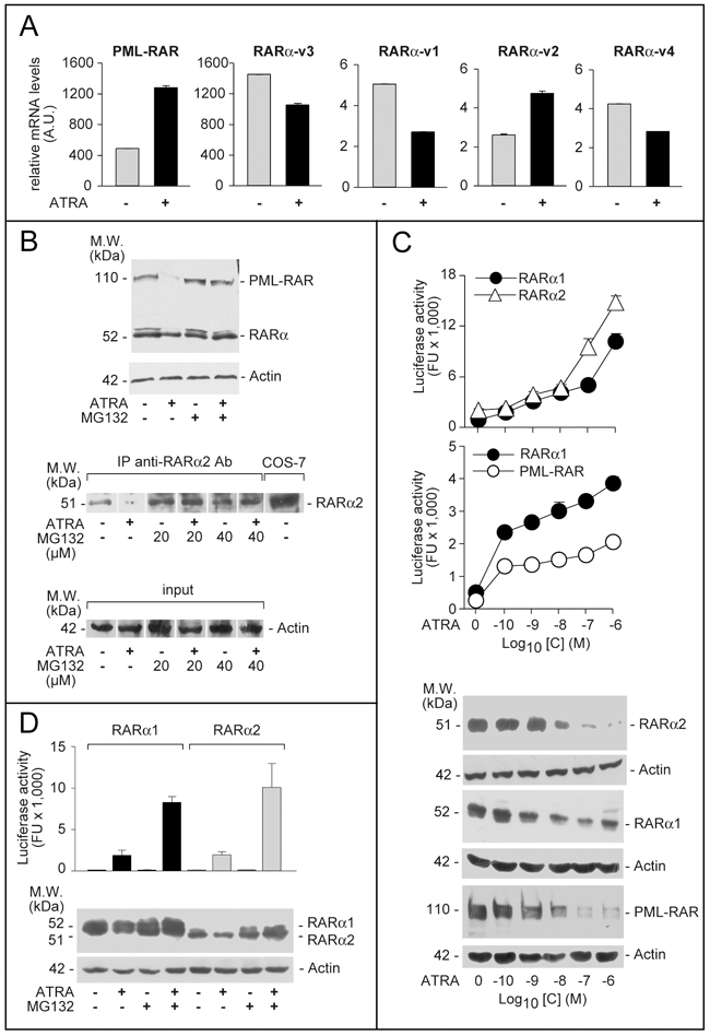 Expression, ATRA-dependent proteolytic degradation and transcriptional activity of PML-RAR, RAR&#x03B1;2 and RAR&#x03B1;1.