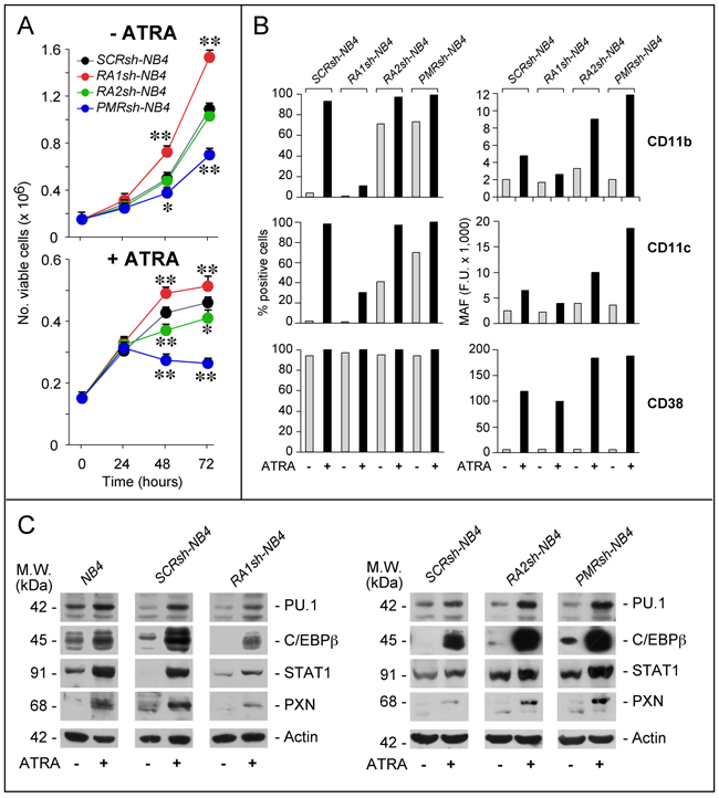 Effects of PML-RAR, RAR&#x03B1;2 and RAR&#x03B1;1 knock-down on the growth and differentiation of NB4 cells.