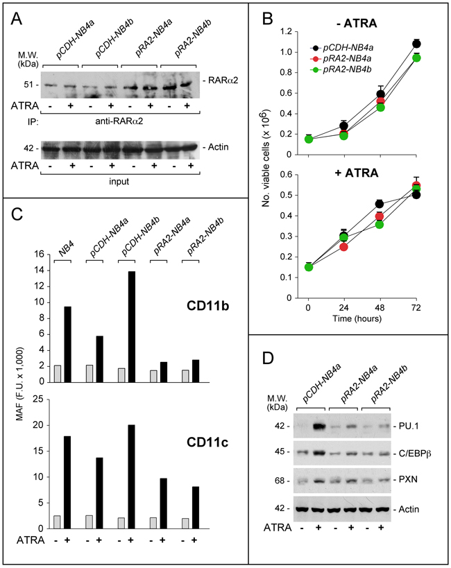 Effects of RAR&#x03B1;2 over-expression on the growth and differentiation of NB4 cells.