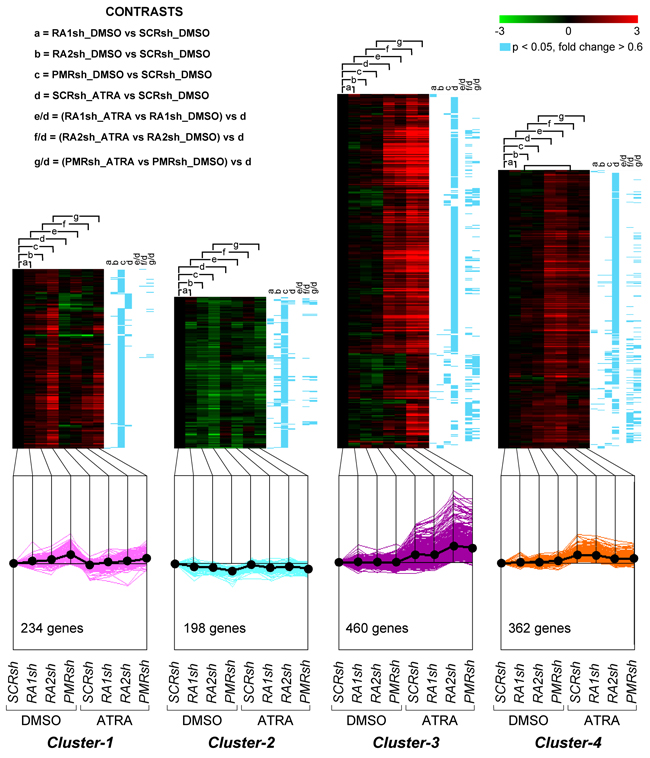 Perturbations of the basal and ATRA-dependent gene expression caused by PML-RAR, RAR&#x03B1;2 and RAR&#x03B1;1 knock-down in NB4 cells.