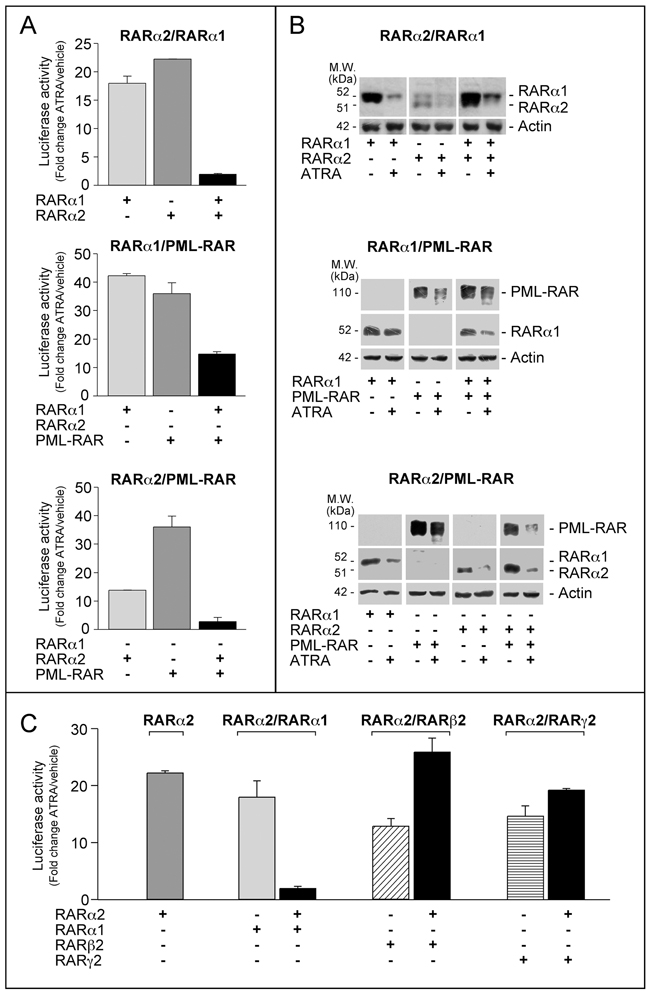 Interference between RAR&#x03B1;2 and RAR&#x03B1;1 or PML-RAR transcriptional activity.