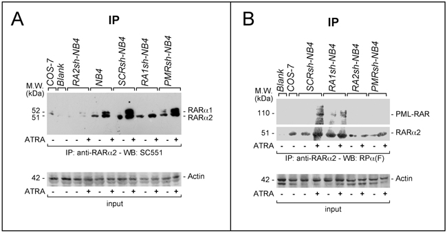 Physical interactions between RAR&#x03B1;2 and RAR&#x03B1;1 or PML-RAR in NB4 cells.