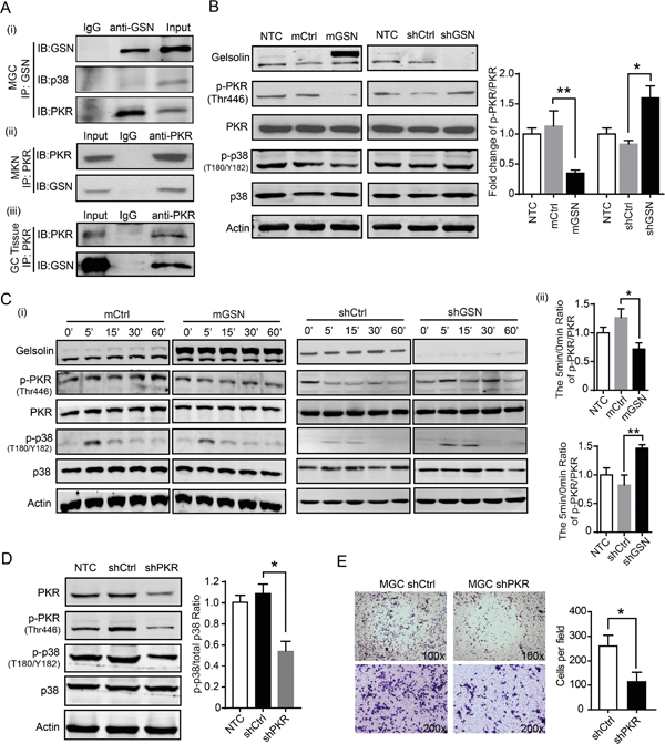 Gelsolin interacted with PKR to inhibitp38 signaling pathway.