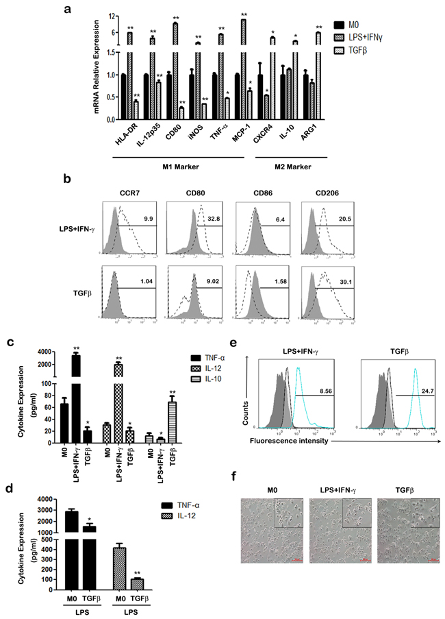 The effect of TGF-&#x03B2; on the polarization of THP-1 macrophages.