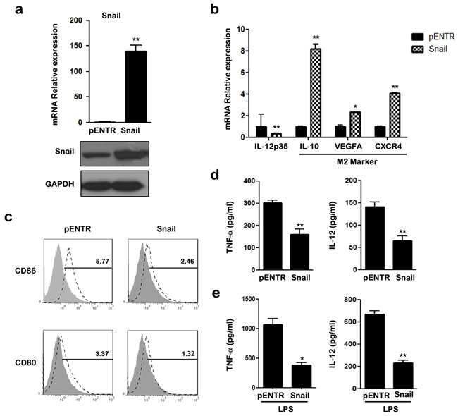 Overexpression of SNAIL in THP-1 macrophages mediates the inhibitory effect of M1 polarization.