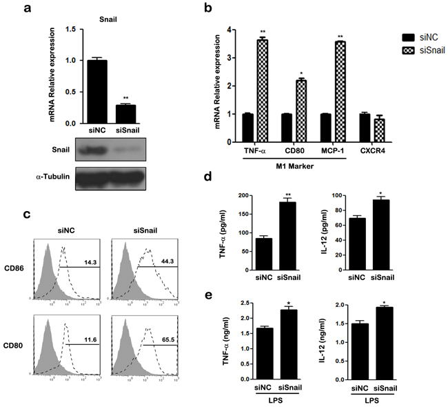 Knockdown of SNAIL in THP-1 macrophages promotes M1 and suppresses M2 polarization.