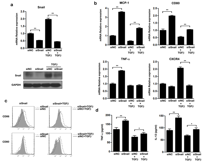 The effect of SNAIL on TGF-&#x03B2; mediated M2-like polarization in THP-1 macrophages.