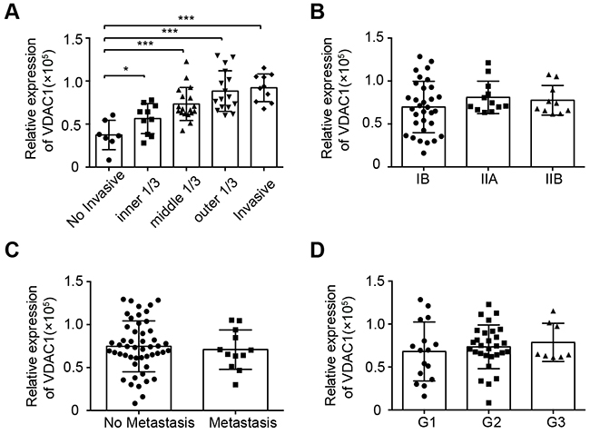 VDAC1 expression correlated with the invasive depths of cervical cancer tissues.