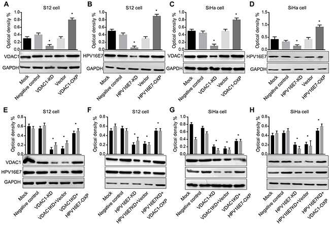 VDAC1 and HPV16 E7 protein levels were impacted in S12 and SiHa cell lines transfected with the corresponding CRISPR-VDAC1 or CRISPR-HPV16 E7 and overexpression plasmids.