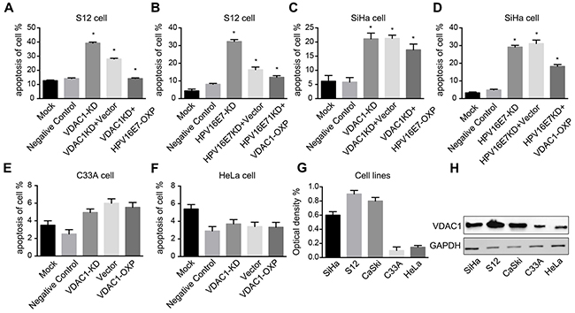 Reduced VDAC1 / HPV16 E7 expression induced apoptosis in cervical cancer cells transfected with CRISPR-VDAC1 or CRISPR-HPV16 E7, while overexpression of the HPV16 E7 / VDAC1 partly reversed these effects.