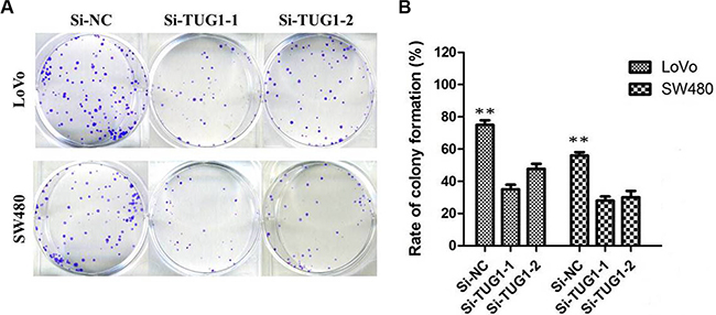 Colony-formation assays showed that silencing of TUG1 significantly increased the colony-forming ability of LoVo and SW480 cells (**P &#x003C; 0.01).