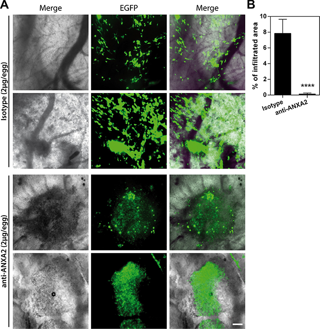 ANXA2 inhibition reduces GBM cell dissemination in vivo in the CAM invasion assay.