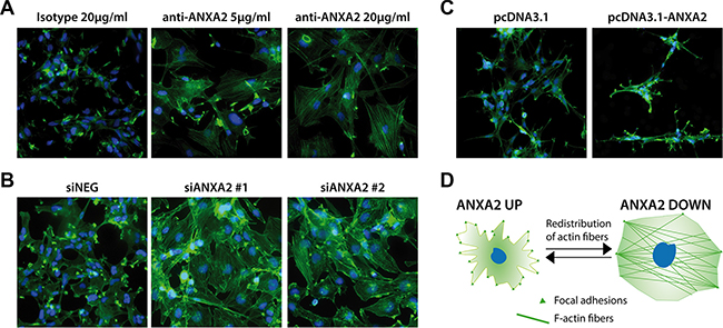 Modulation of ANXA2 levels is accompanied by dramatic cytoskeletal remodeling.