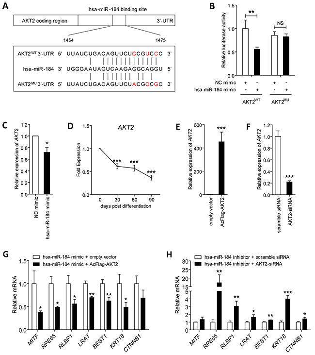 Hsa-miR-184 targets the AKT2/mTOR pathway, and inhibits cell proliferation and migration.