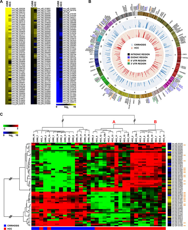 piRNA expression and genomic distribution in cirrhosis and HCC.