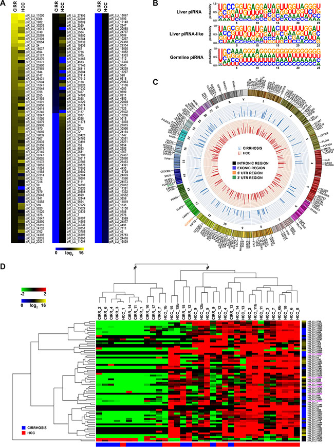 piRNAs-like RNA expression and genomic distribution in cirrhosis and HCC.