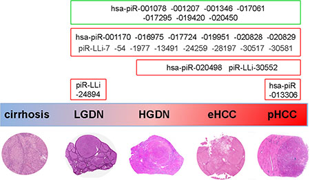 Overview of piRNA expression changes during human liver carcinogenesis.