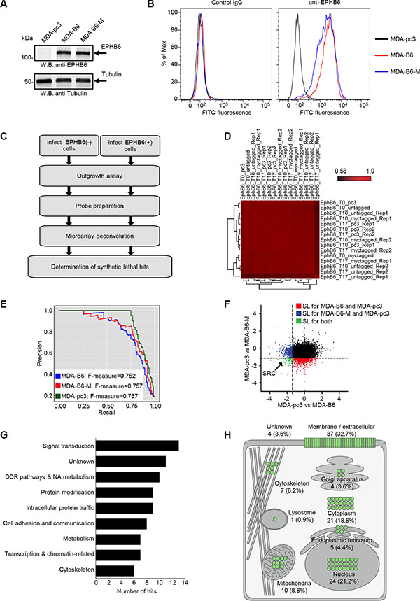 Genome-wide SL screen of EPHB6.