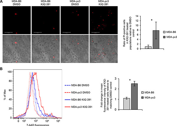 Inhibition of SRC induces cell death more efficiently in EPHB6-deficient cells.