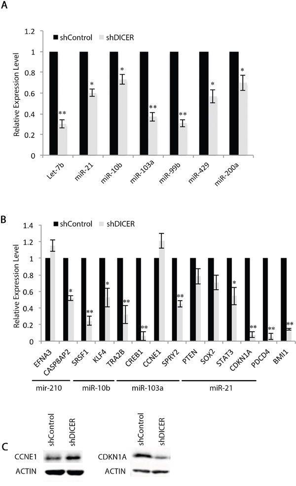 Expression of specific mRNAs do not correlate with their targeting miRNA expression profiles in GSCs.
