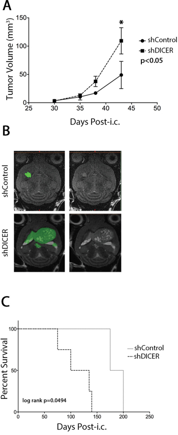 Effect of DICER1 knockdown on tumors generated from GSC 7-2 cells in mice.