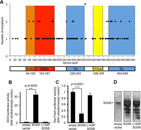 Inactivating mutations of SOX9 in CRC cells including DLD-1.