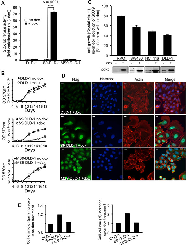 SOX9 inhibits the cell growth and increases the size of DLD-1 cells.