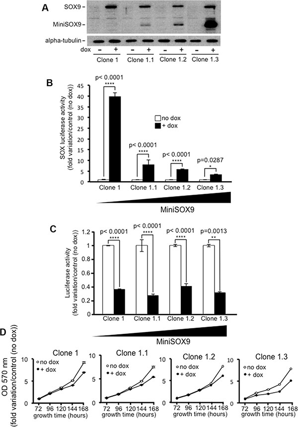 The inhibition of the Wnt/&#x00DF;-catenin signaling does not require SOX9 transcription factor activity.