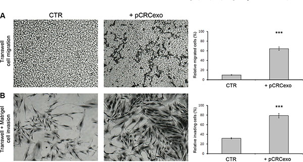 Colorectal cancer exosomes increase the migration and invasive ability of colonic MSCs.