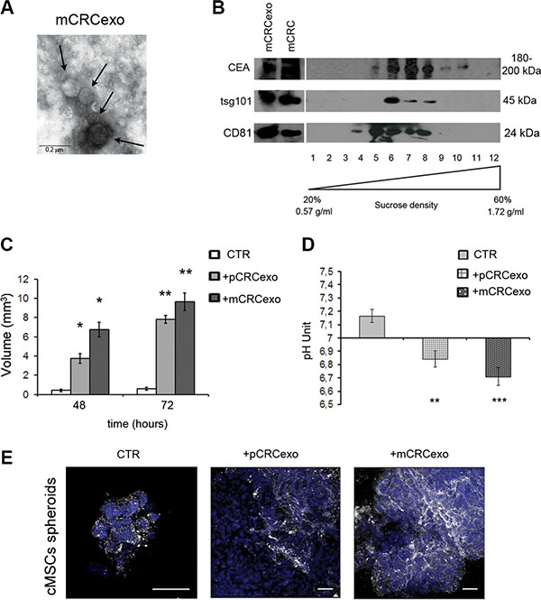 Colorectal cancer exosomes promote colonic MSC spheroids formation.