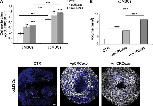 Colorectal cancer exosomes induce the umbilicated spheroids formation in ccMSCs.