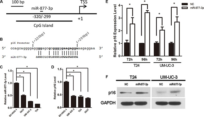 Activation of p16 expression by miR-877-3p in bladder cancer cells.