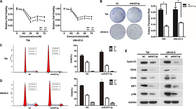 Over-expression of miR-877-3p inhibits bladder cancer proliferation and reduces the expression of the downstream genes of p16.