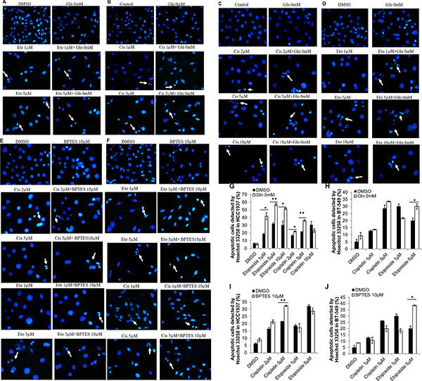 Morphological changes of HCC1937 and BT-549 detected by Hoechst 33258.