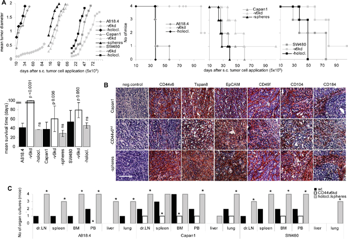 The impact of CD44v6 on tumor growth and progression.