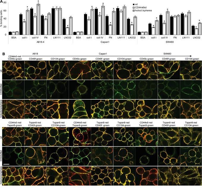 CD44v6 and matrix protein adhesion.