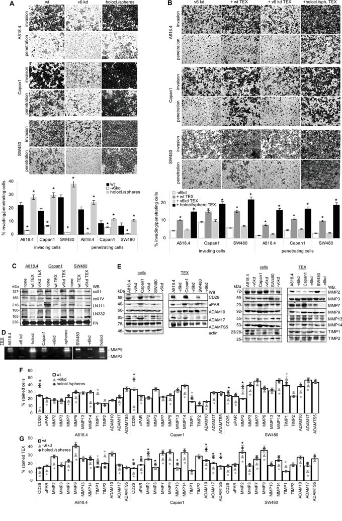 CD44v6, invasion and protease expression.