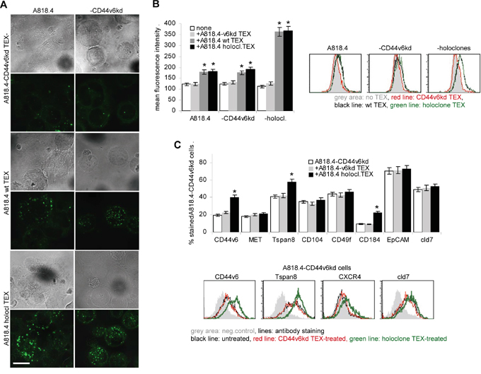 The impact of CD44v6 on TEX uptake.